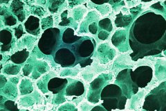 中国科学家再获多项成果，生命科